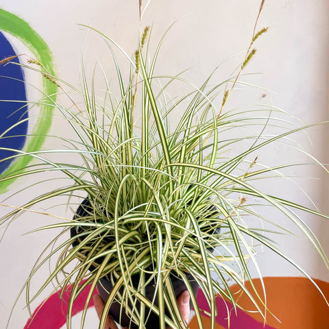 Japanese Sedge - Carex oshimensis 'Evergold' - Cotswold Grown Perennial - Sprouts of Bristol