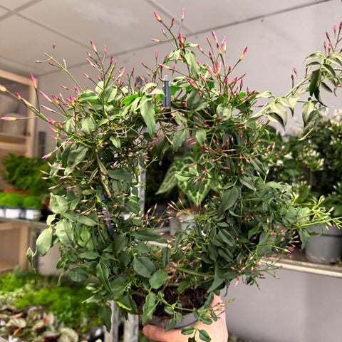 Jasminum polyanthum ‘Passion’ – Dark Pink Bud Jasmine - Sprouts of Bristol