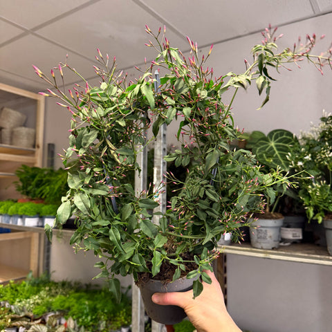 Jasminum polyanthum ‘Passion’ – Dark Pink Bud Jasmine - Sprouts of Bristol