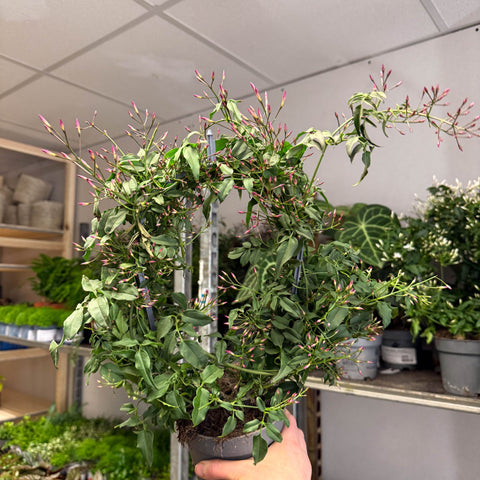 Jasminum polyanthum ‘Passion’ – Dark Pink Bud Jasmine - Sprouts of Bristol