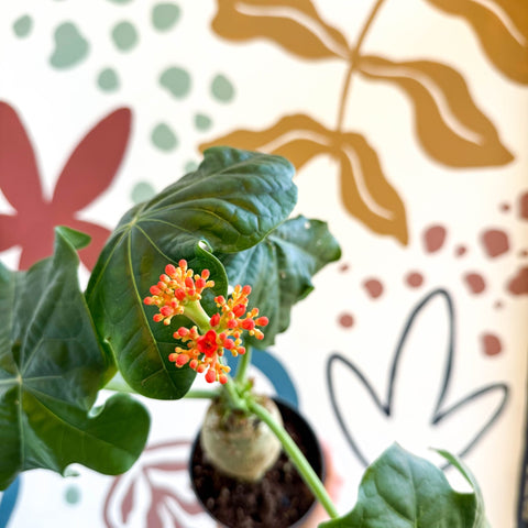 jatropha succulent Jatropha podagrica
