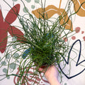 Juncus effusus f. spiralis - Corkscrew Rush - Sprouts of Bristol