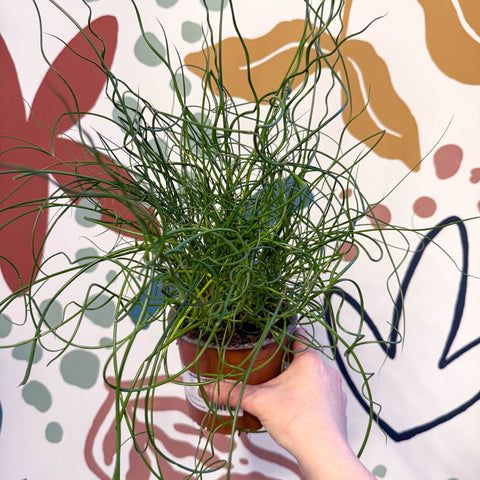 Juncus effusus f. spiralis - Corkscrew Rush - Sprouts of Bristol