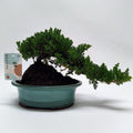 Juniper Bonsai – Sculptural Evergreen Cascading Specimen - Sprouts of Bristol