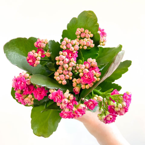 Kalanchoe blossfeldiana - Fuchsia Pink Flaming Katy - Sprouts of Bristol