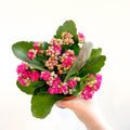 Kalanchoe blossfeldiana - Fuchsia Pink Flaming Katy - Sprouts of Bristol