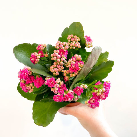 Kalanchoe blossfeldiana - Fuchsia Pink Flaming Katy - Sprouts of Bristol