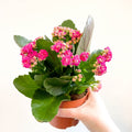 Kalanchoe blossfeldiana - Fuchsia Pink Flaming Katy - Sprouts of Bristol