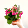 Kalanchoe blossfeldiana - Fuchsia Pink Flaming Katy - Sprouts of Bristol