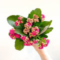 Kalanchoe blossfeldiana - Fuchsia Pink Flaming Katy - Sprouts of Bristol