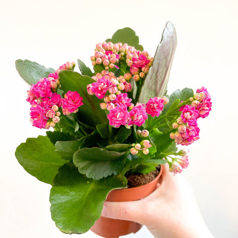 Kalanchoe blossfeldiana - Fuchsia Pink Flaming Katy - Sprouts of Bristol