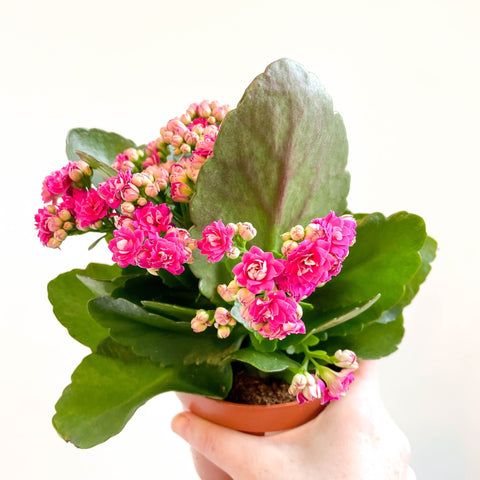 Kalanchoe blossfeldiana - Fuchsia Pink Flaming Katy - Sprouts of Bristol