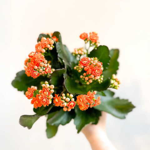 Kalanchoe blossfeldiana - Mandarin Orange Flaming Katy - Sprouts of Bristol