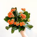 Kalanchoe blossfeldiana - Mandarin Orange Flaming Katy - Sprouts of Bristol