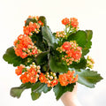 Kalanchoe blossfeldiana - Mandarin Orange Flaming Katy - Sprouts of Bristol