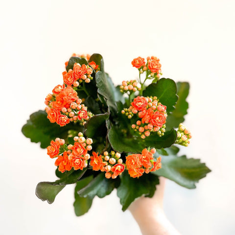 Kalanchoe blossfeldiana - Mandarin Orange Flaming Katy - Sprouts of Bristol