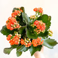 Kalanchoe blossfeldiana - Mandarin Orange Flaming Katy - Sprouts of Bristol