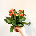 Kalanchoe blossfeldiana - Mandarin Orange Flaming Katy - Sprouts of Bristol