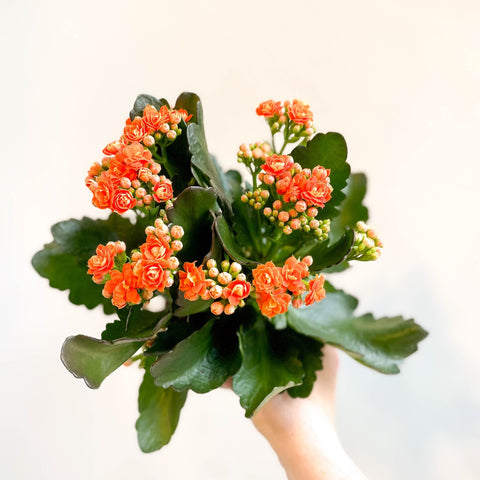 Kalanchoe blossfeldiana - Mandarin Orange Flaming Katy - Sprouts of Bristol