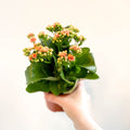 Kalanchoe blossfeldiana - Peachy Orange Flaming Katy - Sprouts of Bristol