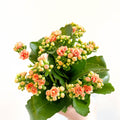 Kalanchoe blossfeldiana - Peachy Orange Flaming Katy - Sprouts of Bristol