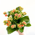 Kalanchoe blossfeldiana - Peachy Orange Flaming Katy - Sprouts of Bristol