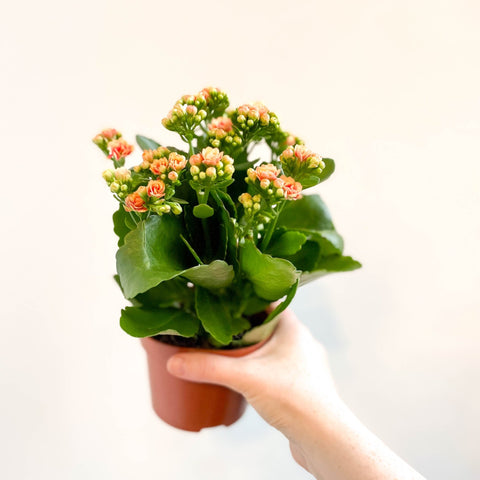 Kalanchoe blossfeldiana - Peachy Orange Flaming Katy - Sprouts of Bristol