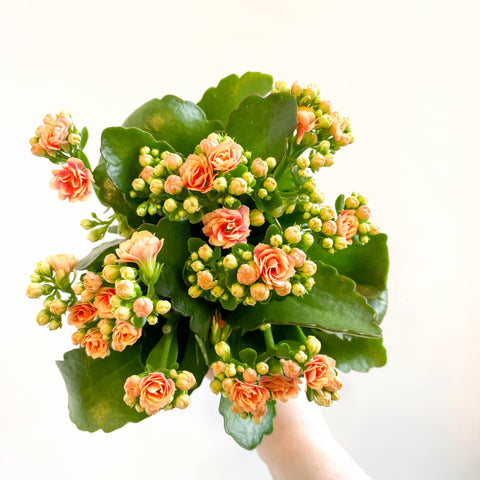 Kalanchoe blossfeldiana - Peachy Orange Flaming Katy - Sprouts of Bristol