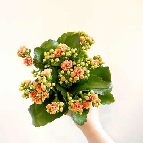 Kalanchoe blossfeldiana - Peachy Orange Flaming Katy - Sprouts of Bristol