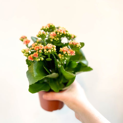 Kalanchoe blossfeldiana - Peachy Orange Flaming Katy - Sprouts of Bristol