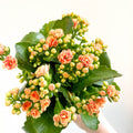 Kalanchoe blossfeldiana - Peachy Orange Flaming Katy - Sprouts of Bristol