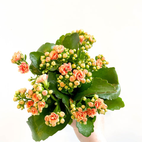 Kalanchoe blossfeldiana - Peachy Orange Flaming Katy - Sprouts of Bristol