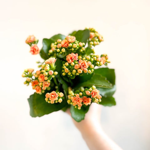 Kalanchoe blossfeldiana - Peachy Orange Flaming Katy - Sprouts of Bristol