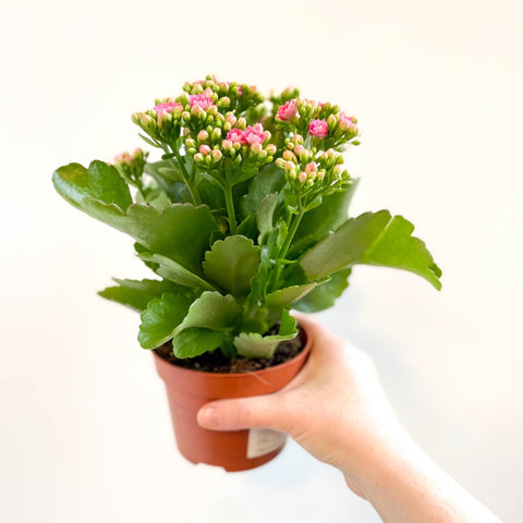 Kalanchoe blossfeldiana - Rose Pink Flaming Katy - Sprouts of Bristol