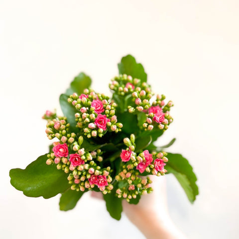 Kalanchoe blossfeldiana - Rose Pink Flaming Katy - Sprouts of Bristol