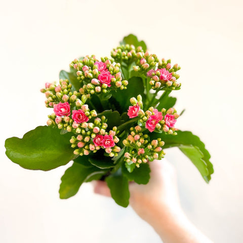 Kalanchoe blossfeldiana - Rose Pink Flaming Katy - Sprouts of Bristol