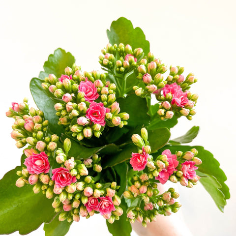 Kalanchoe blossfeldiana - Rose Pink Flaming Katy - Sprouts of Bristol