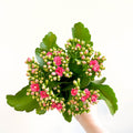 Kalanchoe blossfeldiana - Rose Pink Flaming Katy - Sprouts of Bristol