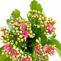 Kalanchoe blossfeldiana - Rose Pink Flaming Katy - Sprouts of Bristol