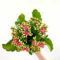 Kalanchoe blossfeldiana - Rose Pink Flaming Katy - Sprouts of Bristol