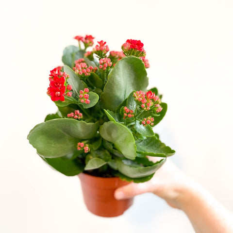 Kalanchoe blossfeldiana - Scarlet Red Flaming Katy - Sprouts of Bristol