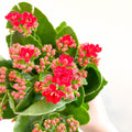 Kalanchoe blossfeldiana - Scarlet Red Flaming Katy - Sprouts of Bristol