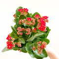 Kalanchoe blossfeldiana - Scarlet Red Flaming Katy - Sprouts of Bristol