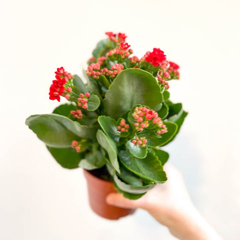 Kalanchoe blossfeldiana - Scarlet Red Flaming Katy - Sprouts of Bristol