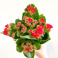 Kalanchoe blossfeldiana - Scarlet Red Flaming Katy - Sprouts of Bristol