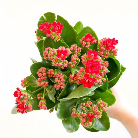 Kalanchoe blossfeldiana - Scarlet Red Flaming Katy - Sprouts of Bristol