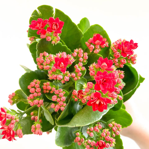 Kalanchoe blossfeldiana - Scarlet Red Flaming Katy - Sprouts of Bristol