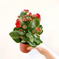 Kalanchoe blossfeldiana - Scarlet Red Flaming Katy - Sprouts of Bristol