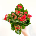 Kalanchoe blossfeldiana - Scarlet Red Flaming Katy - Sprouts of Bristol