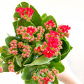 Kalanchoe blossfeldiana - Scarlet Red Flaming Katy - Sprouts of Bristol